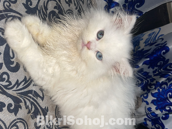 Blue eyes female persian